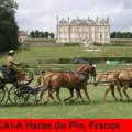 CAI-A Haras du Pin Golden Wheel CUP Partner Four in Hand Driving 2009